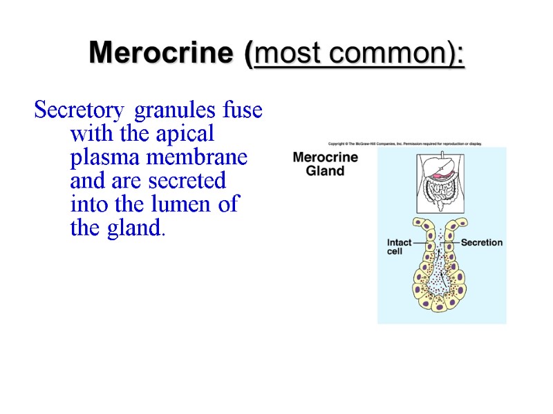 Merocrine (most common):  Secretory granules fuse with the apical plasma membrane and are